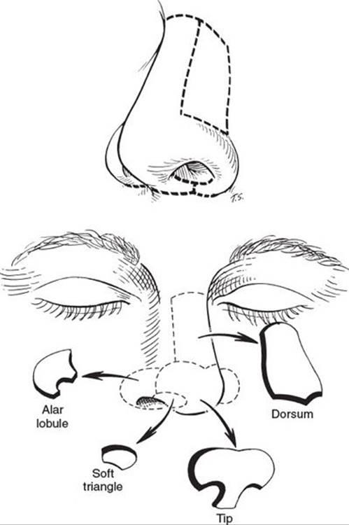Anatomy of the Nose – Skin and Subcutaneous Tissues